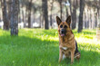 German shepherd dog sitting in forest