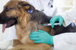veterinary surgeon is giving the vaccine to the dog German Sheph