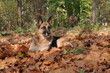 Deutscher Schäferhund liegend im Herbstlaub