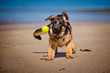 german shepherd puppy catching a tennis ball
