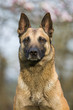 Portrait belgischer Schäferhund