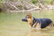 German Shepherd in the river